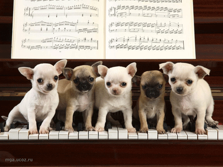 http://mga.ucoz.ru/Jivotnye/dog_pianino.gif